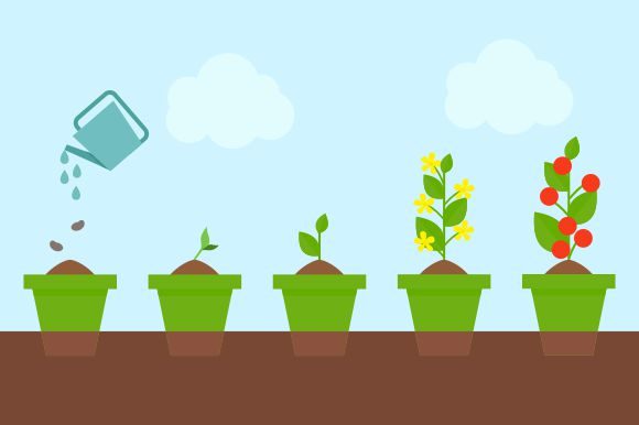 Timeline Infographic of Planting Tree